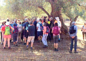 Oil Tour Among the Olive Trees and the Frantoio with tasting